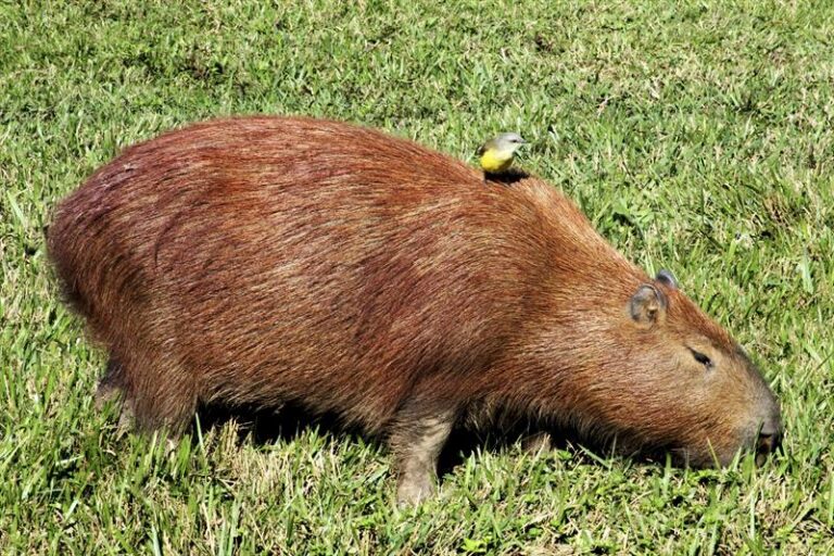 Capivara encontrada morta e mutilada em Ponta Grossa
