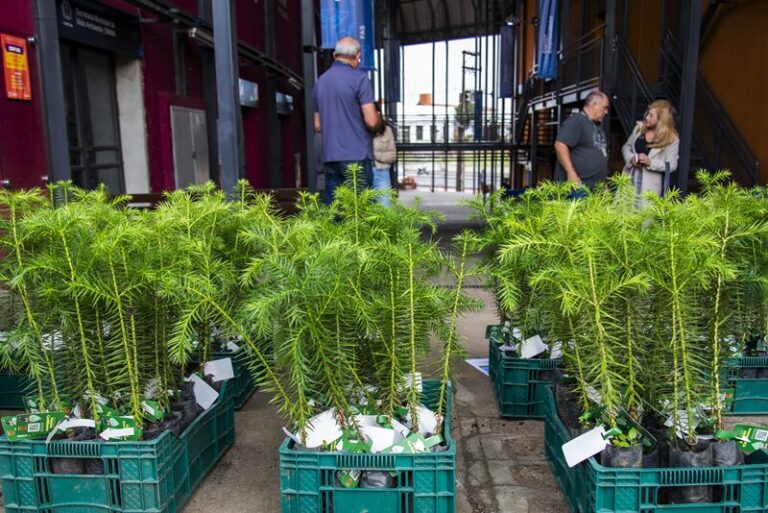 Distribuição de mudas de árvores em Curitiba começa na sexta-feira