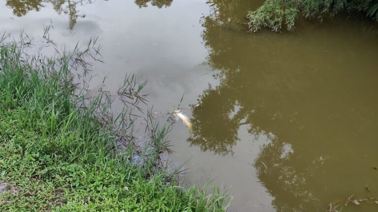 Centenas de peixes mortos em lago de parque em Curitiba