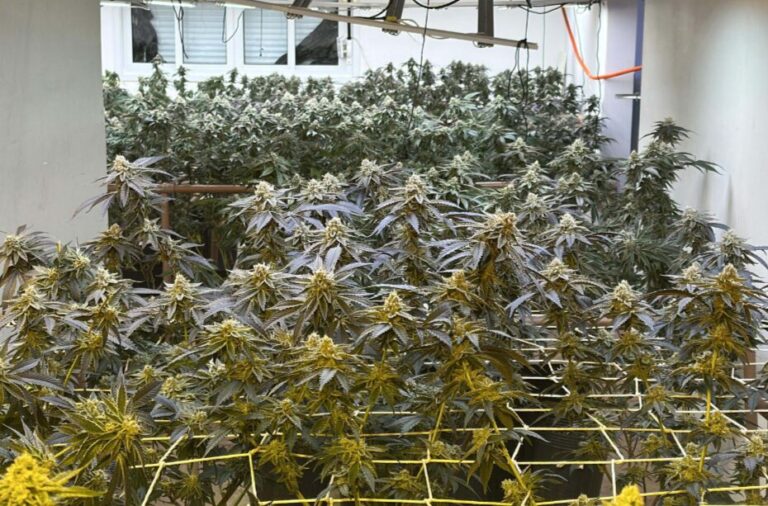 Polícia desmantela estufa clandestina de maconha em Curitiba