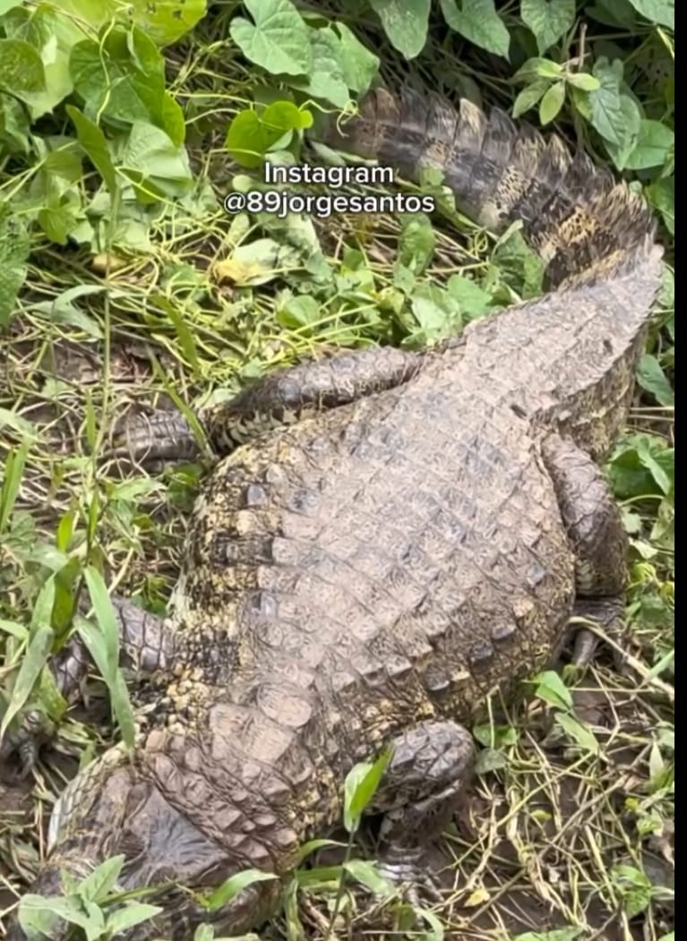 Jacaré surpreende em Guaratuba, no Litoral do Paraná
