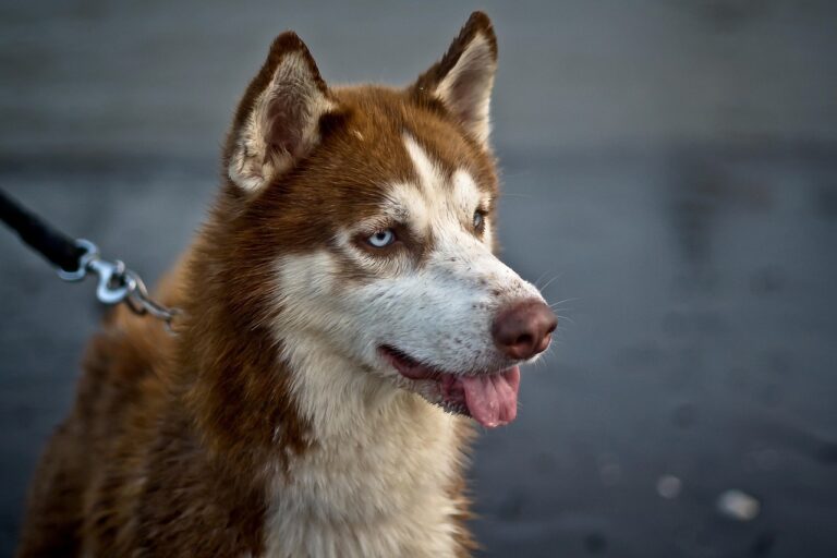 Desaparecimento de Maya: husky siberiano é investigado pela polícia