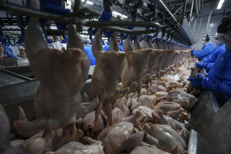 Retorno das exportações de frango para a Malásia pode beneficiar Paraná