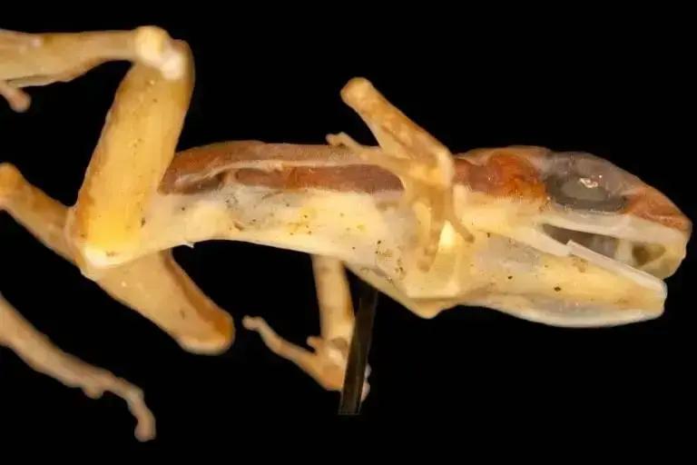 Sapo extinto é reclassificado após 62 anos em Curitiba