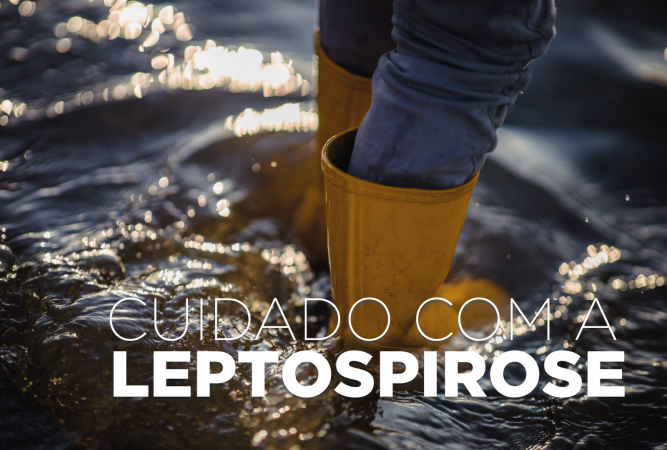Leptospirose é doença grave: riscos aumentam com chuvas