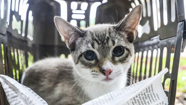 Rede de proteção animal abre agendamento para mutirão de castração em Curitiba
