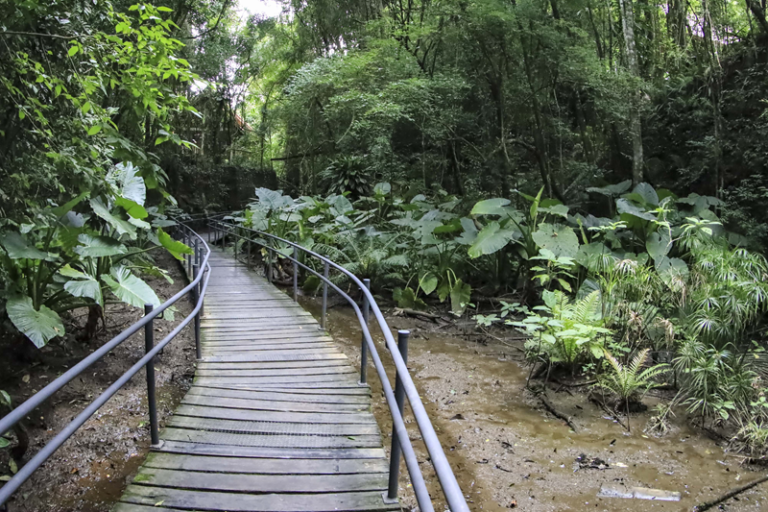 Escola municipal de sustentabilidade reforça educação ambiental com trilha e paredão de pedra em Curitiba